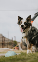 Australian shepherd dog