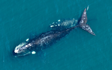 Obraz premium Southern right whale