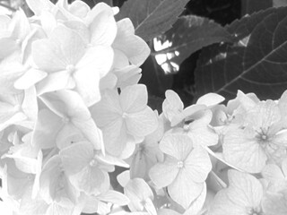 Black and white hydrangea blossom