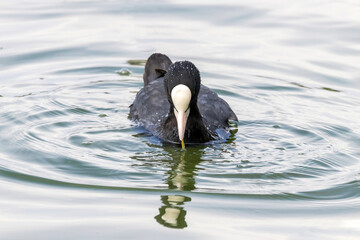 Coot (Fulica atra) Eurasian Coot in Nature