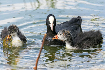Eurasian Coot Family, The Eurasian Coot (Fulica atra) 