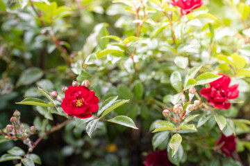 Red isolated rose flowers in the morning.