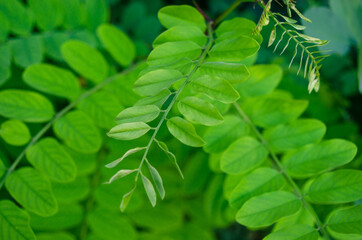 fresh green leaves