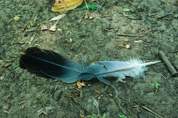 white feather on the ground