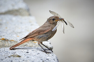 Fototapeta premium Black redstart female bird with insect in her beak (Phoenicurus ochruros)