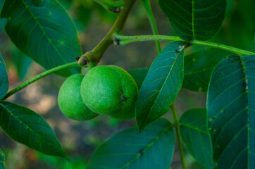 green figs on tree