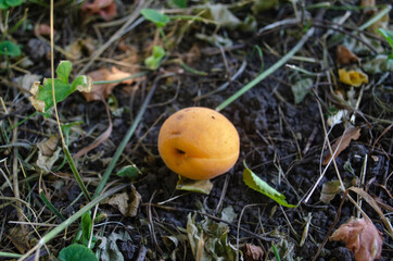 orange mushroom in autumn forest