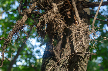 bird nest on tree