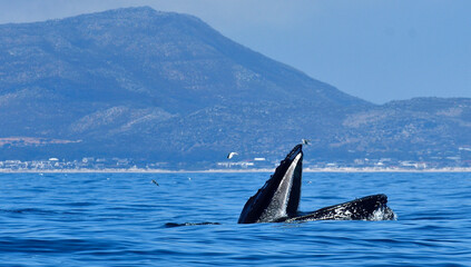 Fototapeta premium Feeding Humpback whale