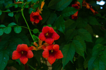 Fototapeta premium red and yellow flowers