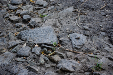 ants on a rock