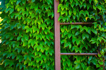 green ivy on a wall