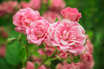 Garden roses, wild pink flowers, rose bush, landscaping. Colorful nature background. Bright floral wallpaper. Selective focus. Gift card. Ornamental plant, green leaves, gardening.