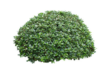 Green bush isolated on white background.	