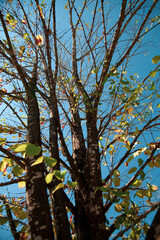 Obraz premium Falling leaves giving signal of the beginning of autumn