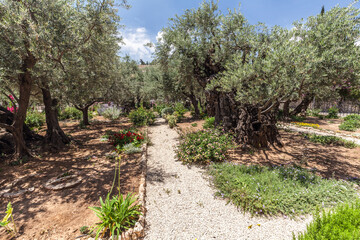 Nice view of garden Gethsemane