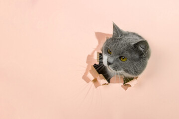 Grey beautiful cute cat peeks out of a hole in yellow paper. Concept blank for the design of veterinary medicine, copy space.