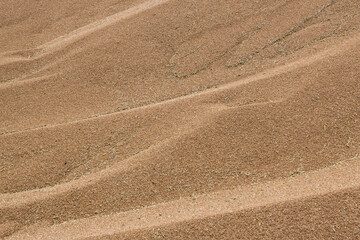 Fototapeta na wymiar a lot of hard red winter wheat triticale or rye grain
