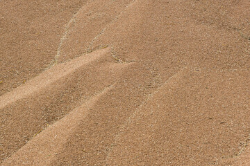 a lot of hard red winter wheat triticale or rye grain