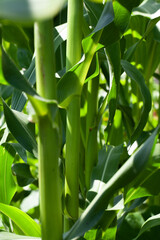 Fototapeta na wymiar Rapid growth of corns in the field