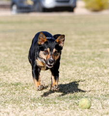 Black and tan dog running across the grass