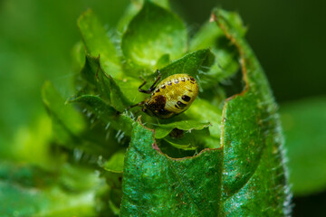 Macro fotografía. 