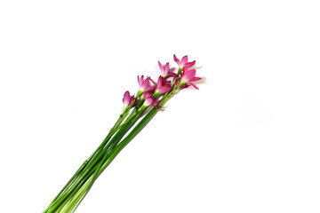 Obraz premium pink flower isolated on white background