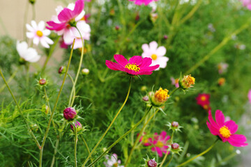 a lot of buds of white pink and burgundy flowers of cosmos flowers close up on a background of green grass