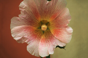 close bud of pale pink mallow on brown and yellow background