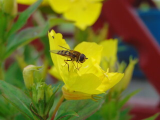 wasp on flower
