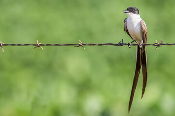 Tesourinha (Tyrannus savana) repousando numa cerca de arame farpado