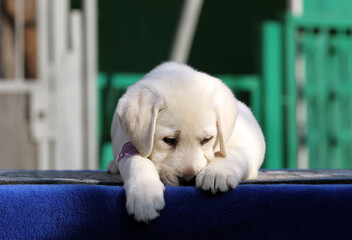 a labrador puppy on a blue background