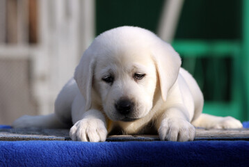 labrador puppy on a blue background