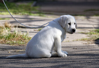 yellow labrador in the park