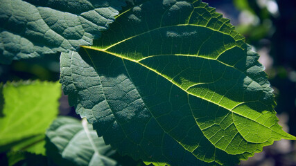green leaves with veins