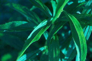 green leaves artistic background
