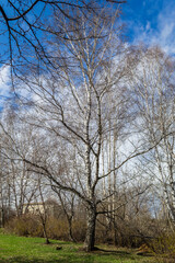 Fototapeta na wymiar trees in spring