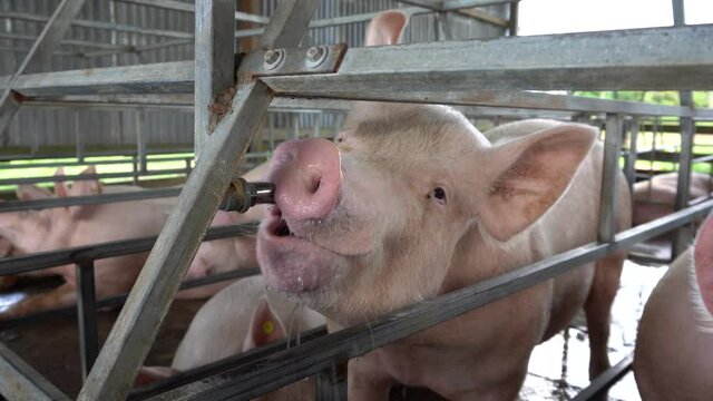 a pig drinking water on a farm