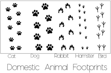 Domestic Animal Footprints Vectors