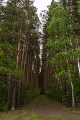 path in the forest