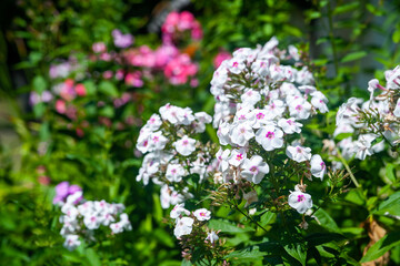 Obraz premium Phlox. Inflorescences of white phlox. Garden flowers in the flowerbed. Plants in their natural environment. Wonderful natural background.