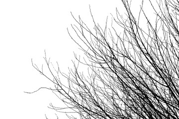 Obraz premium Silhouette of Branch of dead tree