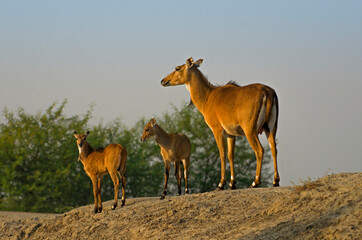 samber deer