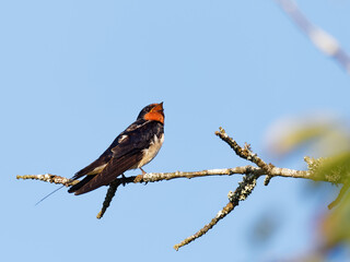 hirondelle rustique