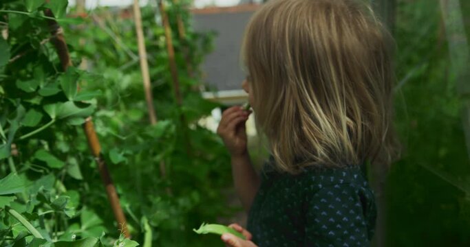 Preschooler picking and eating peas in vegetable garden