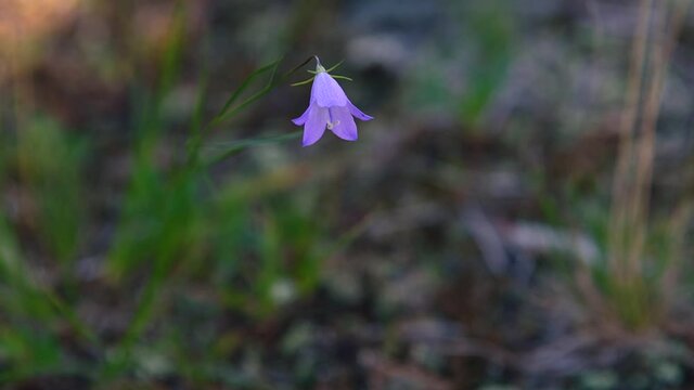 Close-up of a single purple bell-shaped wildflower on a green and brown background.  The flower is in sharp focus and are moving slowly in the wind.
