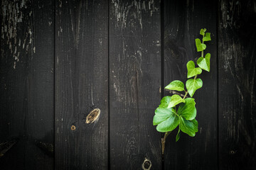 Walnut wood. Old floor wooden pattern. Timber plank surface wall for vintage grunge wallpaper. Dark grain panel board table with copy space. Montage product design concept.