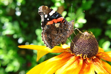 Kolorowy motyl rusałka admirał na żółtym kwiecie jeżówki © Monika