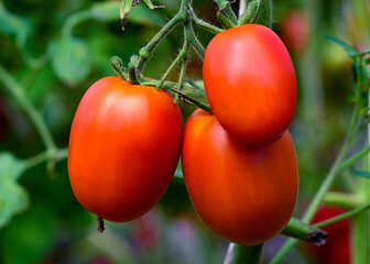 Beautiful red ripe tomatoes grown in a greenhouse. Photo with a tomato with shallow depth of field.