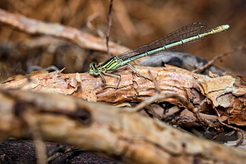 Blaue Federlibelle ( Platycnemis pennipes ).